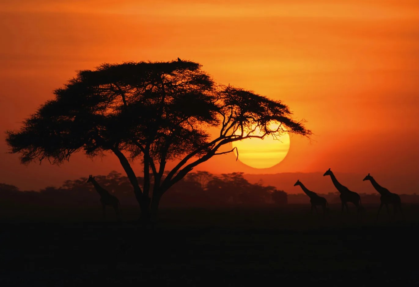 Lioness resting in golden grass in the Maasai Mara
