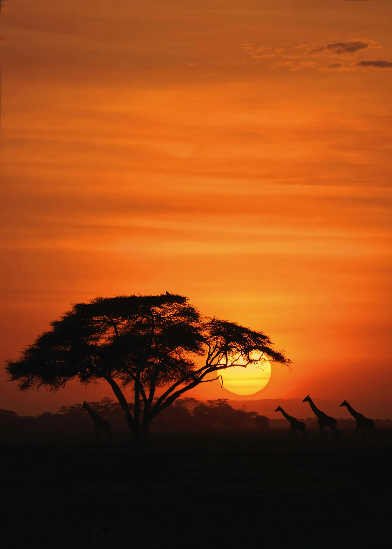 Acacia trees silhouetted against a pink Kenyan sunset