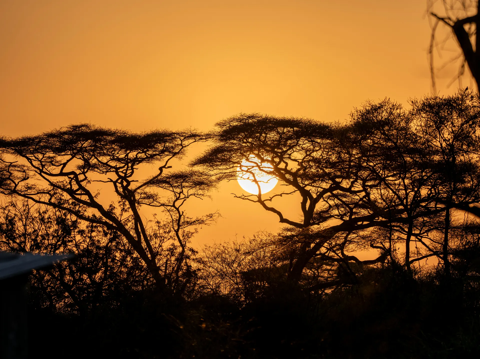 Acacia trees silhouetted against a golden Kenyan sunset over the savanna