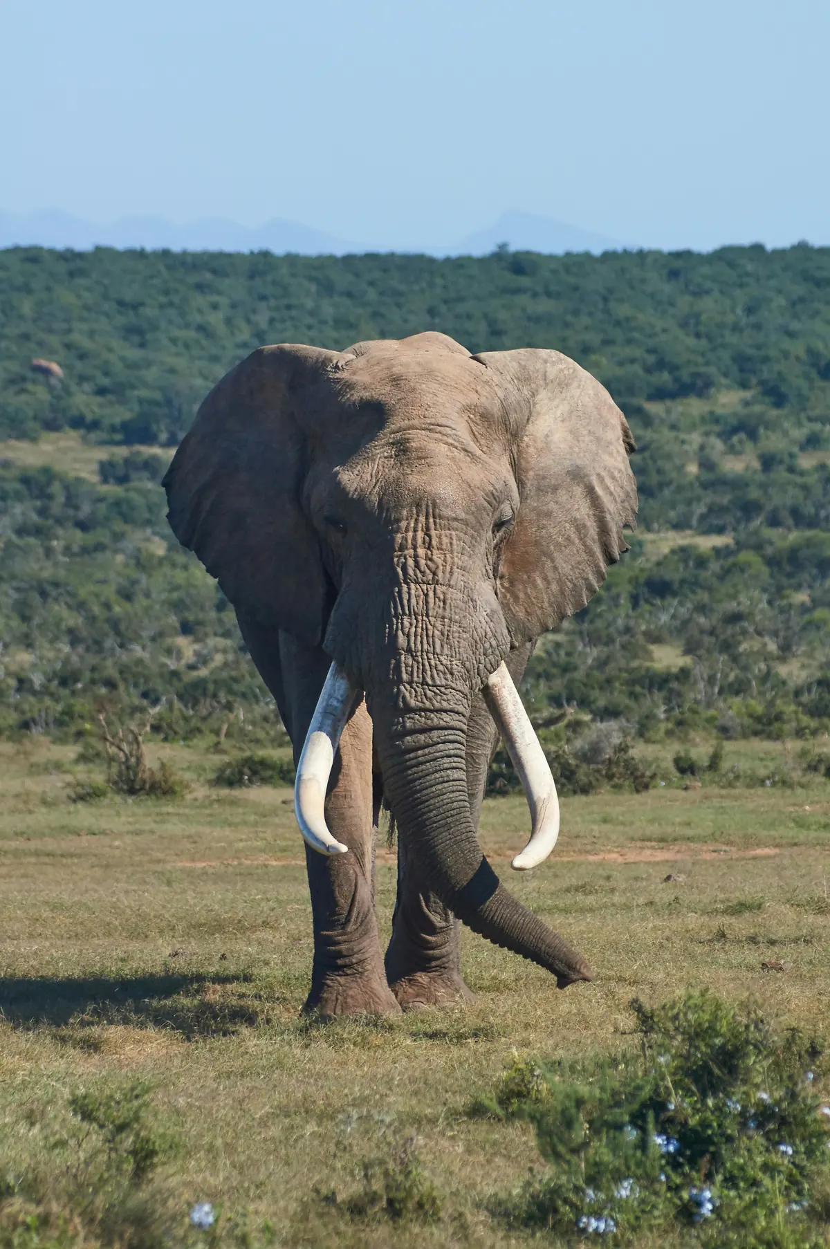 Large-tusked African elephant in Amboseli National Park
