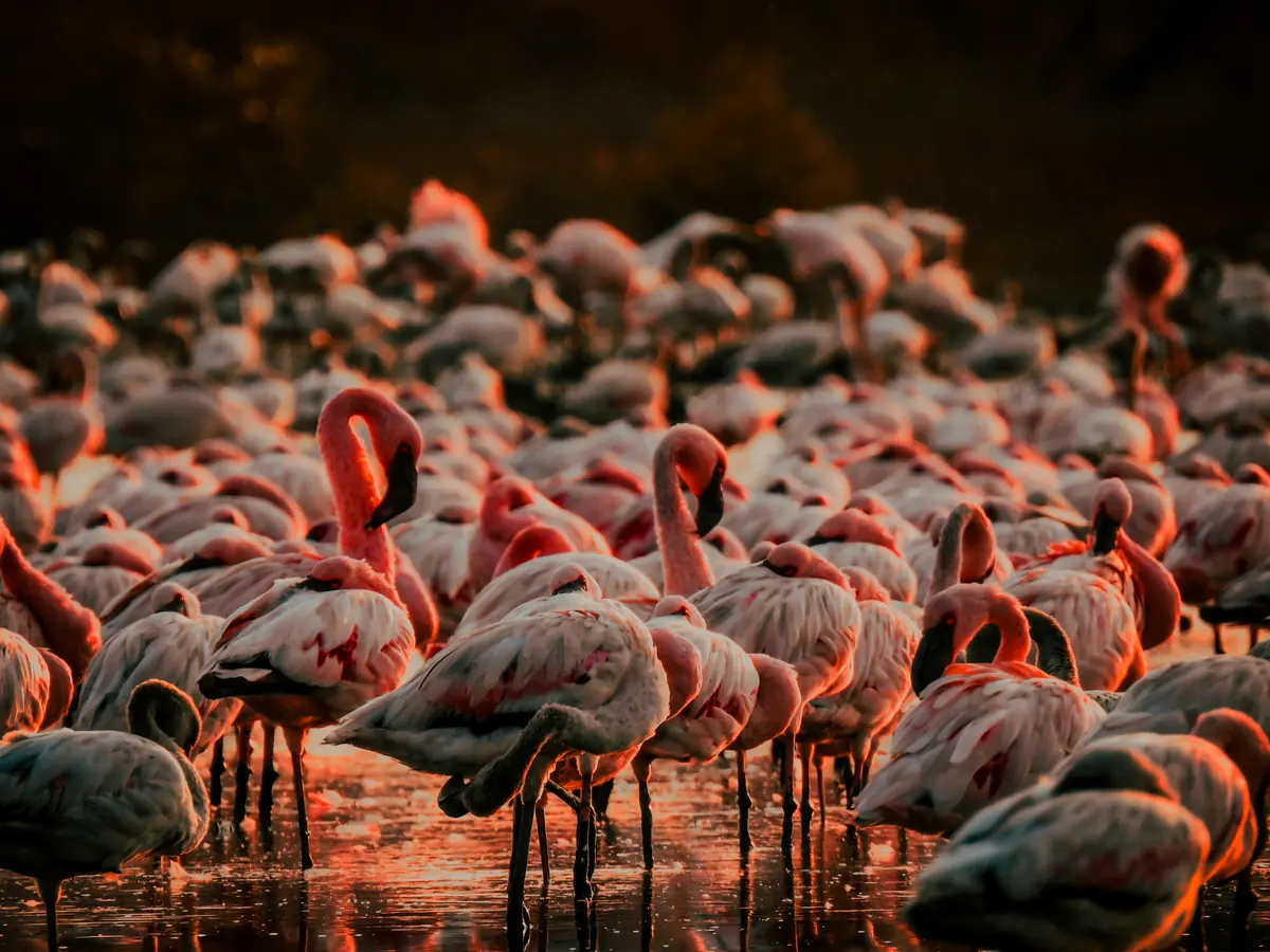Flamingos gathered at Lake Nakuru at sunset