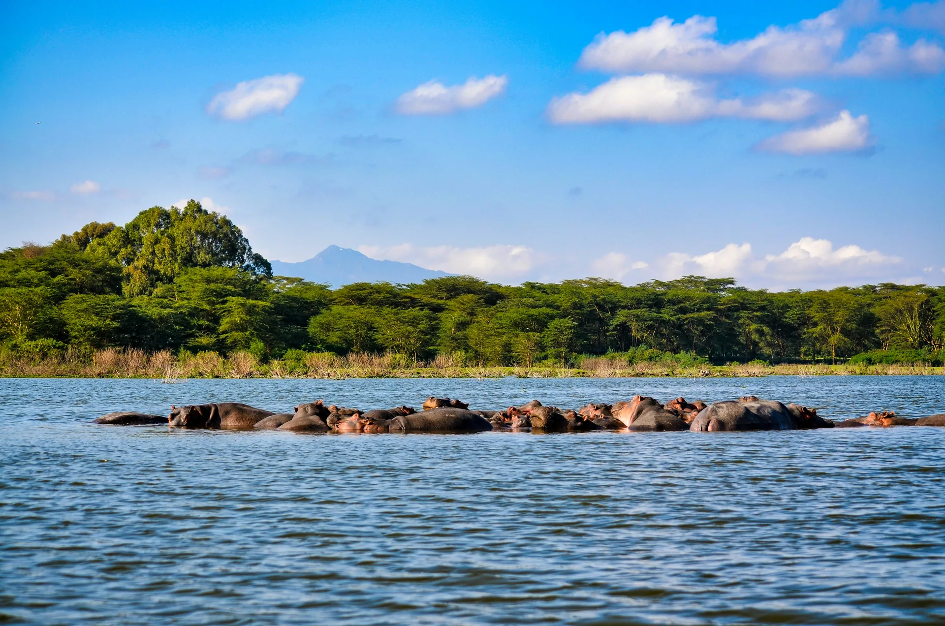 Elephant family grazing in Tsavo bushland